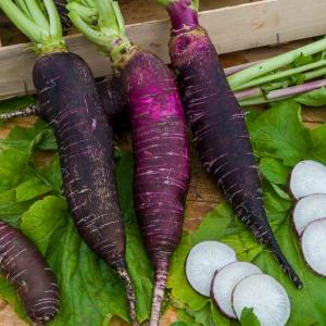 Radis Violet de Gournay - Légumes d'Autrefois